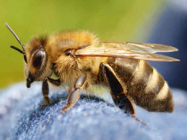 Biene macht Flugpause